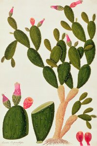 Liedah Badah, Cardasse Cochenille, from Drawings of Plants from Malacca, c.1805-18 by Chinese School